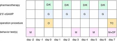 Dexmedetomidine and Ketamine Attenuated Neuropathic Pain Related Behaviors via STING Pathway to Induce ER-Phagy